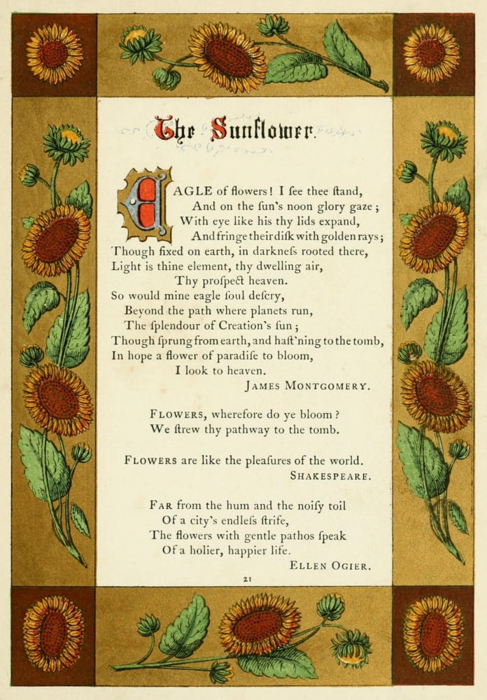 The Floral Gift 1863 Sunflower Canvas Art - Samuel Stanesby (24 x 36)