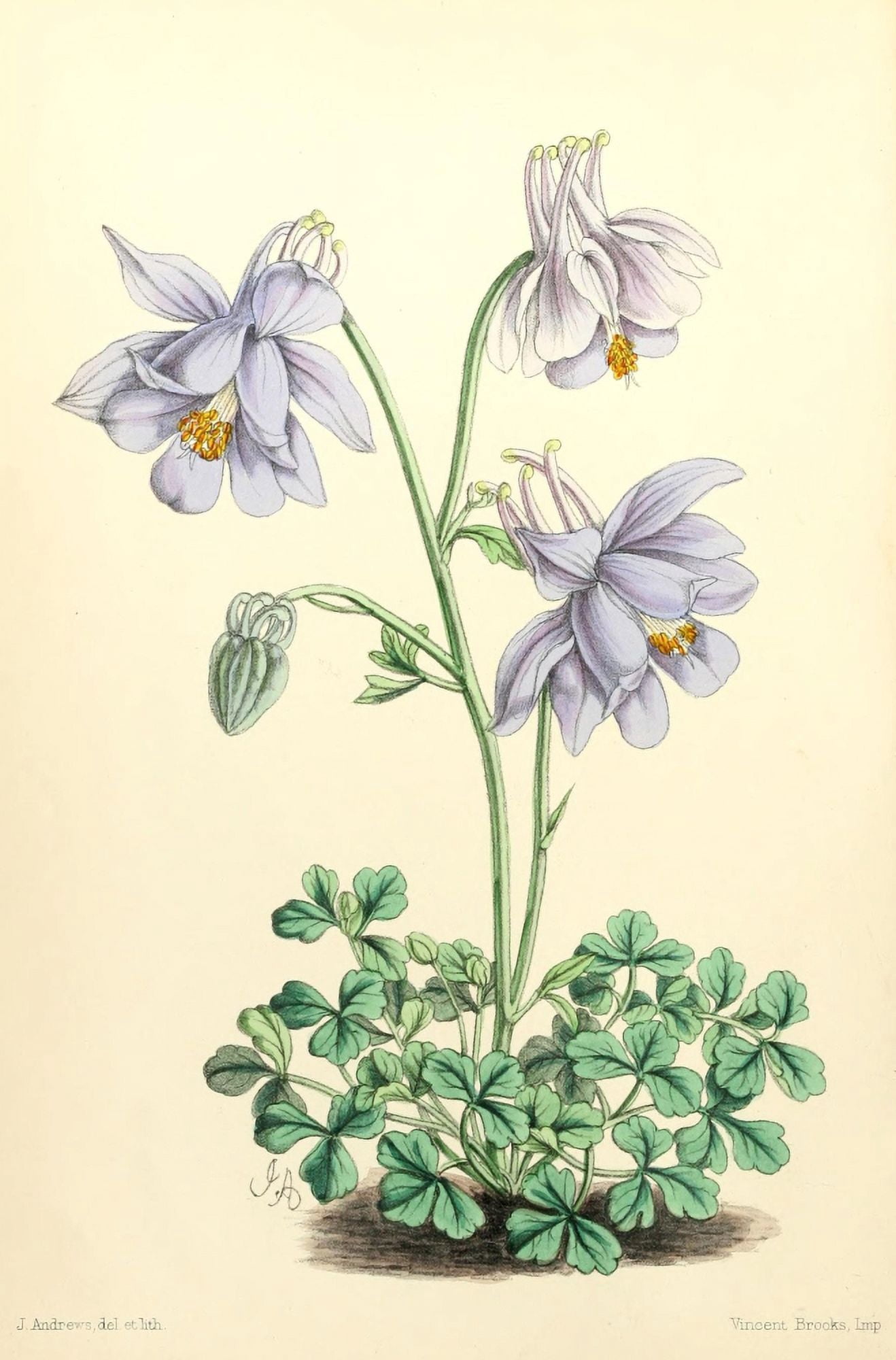 The Floral Magazine 1869 Aquilegia Pyrenaica Canvas Art - James Andrews (18 x 24)