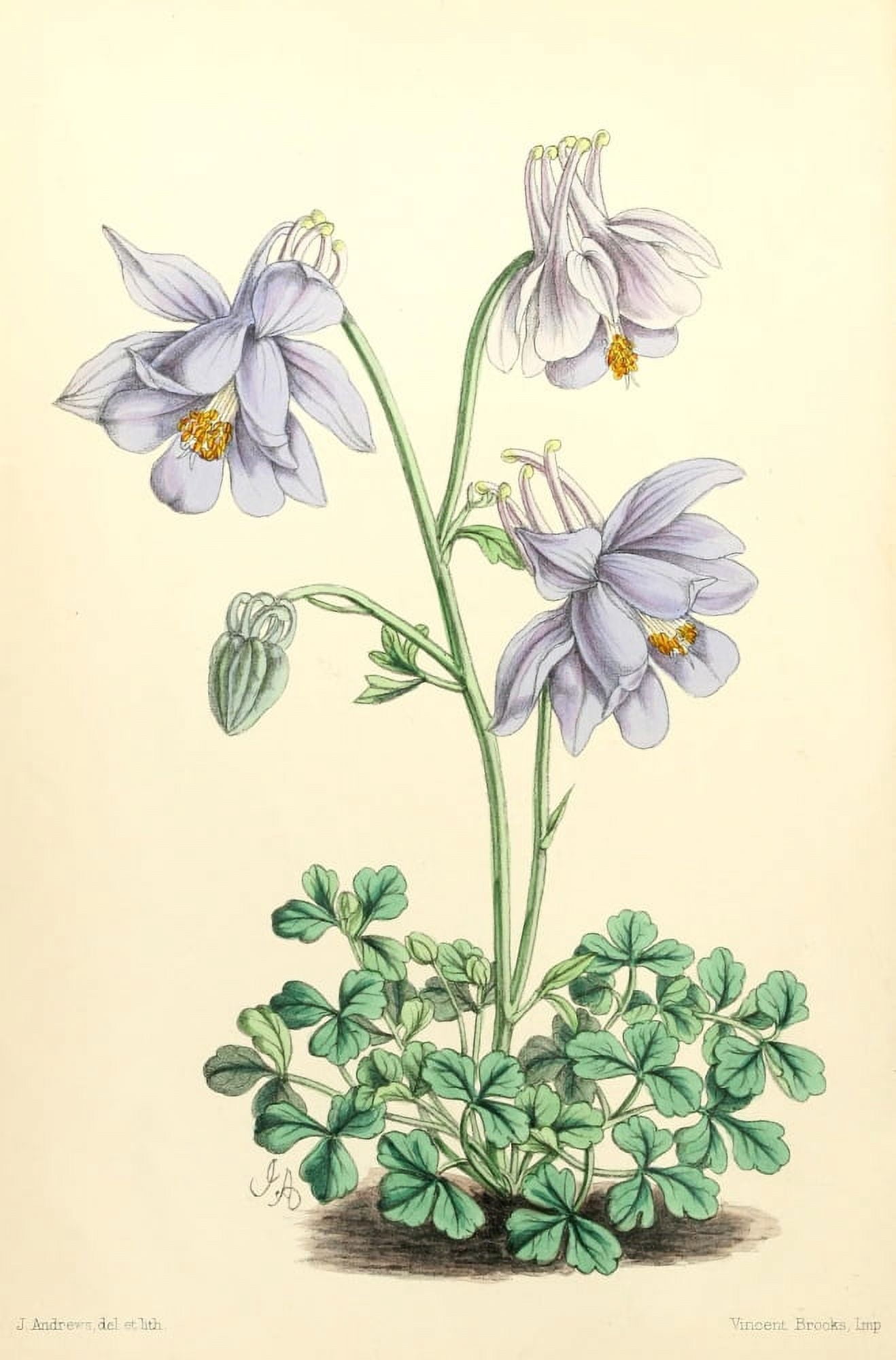 The Floral Magazine 1869 Aquilegia Pyrenaica Canvas Art - James Andrews (24 x 36)
