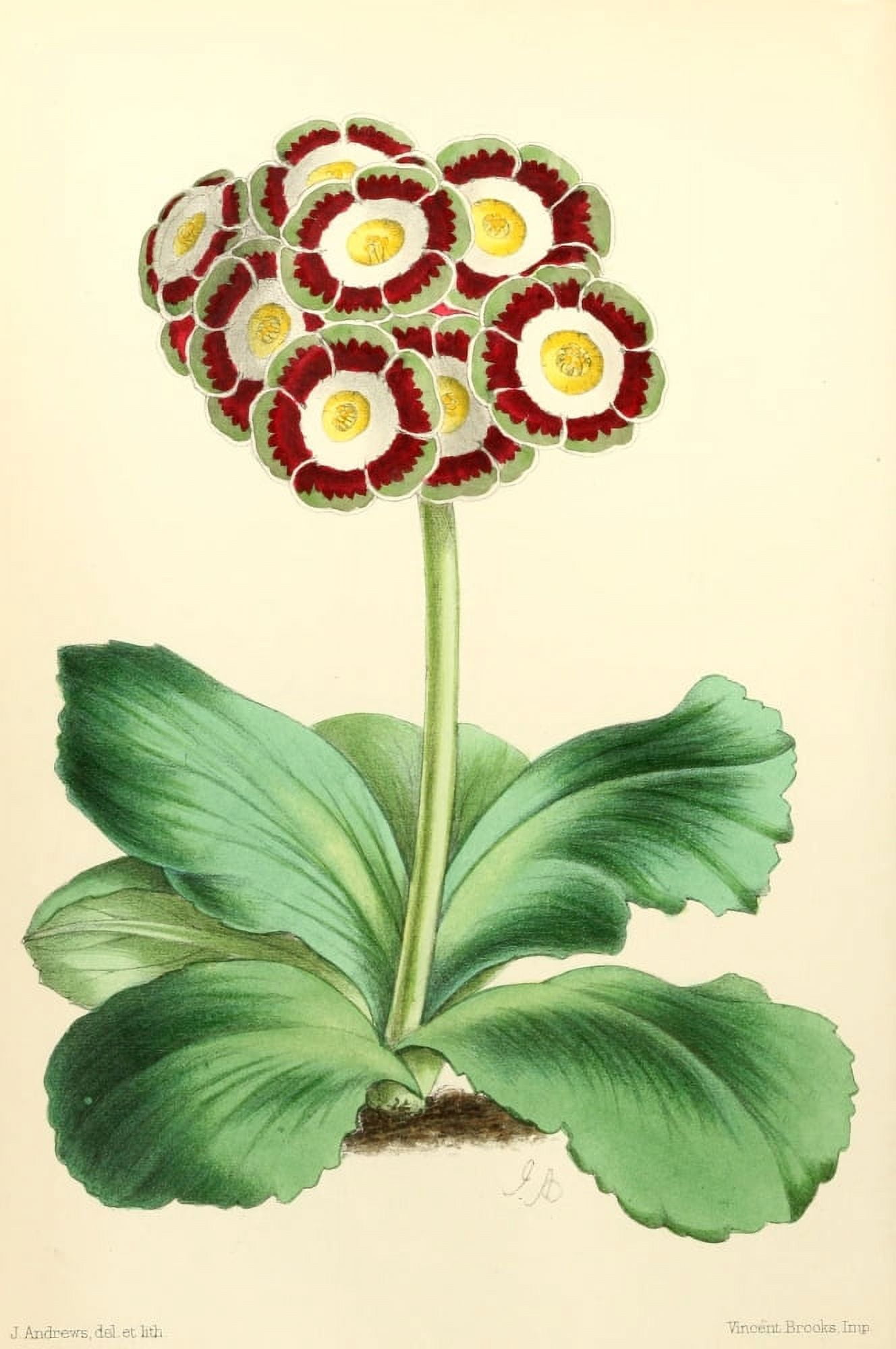 The Floral Magazine 1869 Auricula Canvas Art - James Andrews (24 x 36)