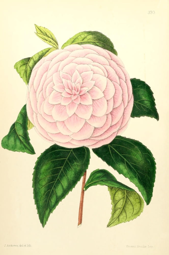 The Floral Magazine 1869 Camelia Canvas Art - James Andrews (24 x 36)