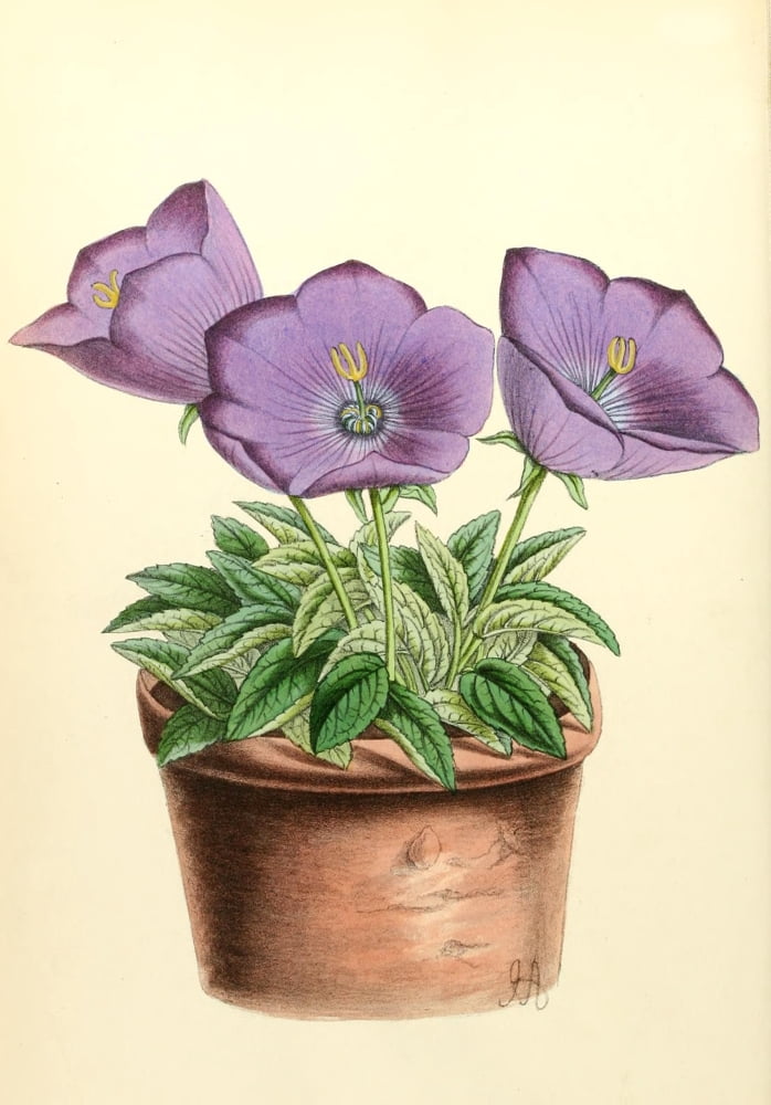 The Floral Magazine 1869 Campanula Turbinata Canvas Art - James Andrews (18 x 24)