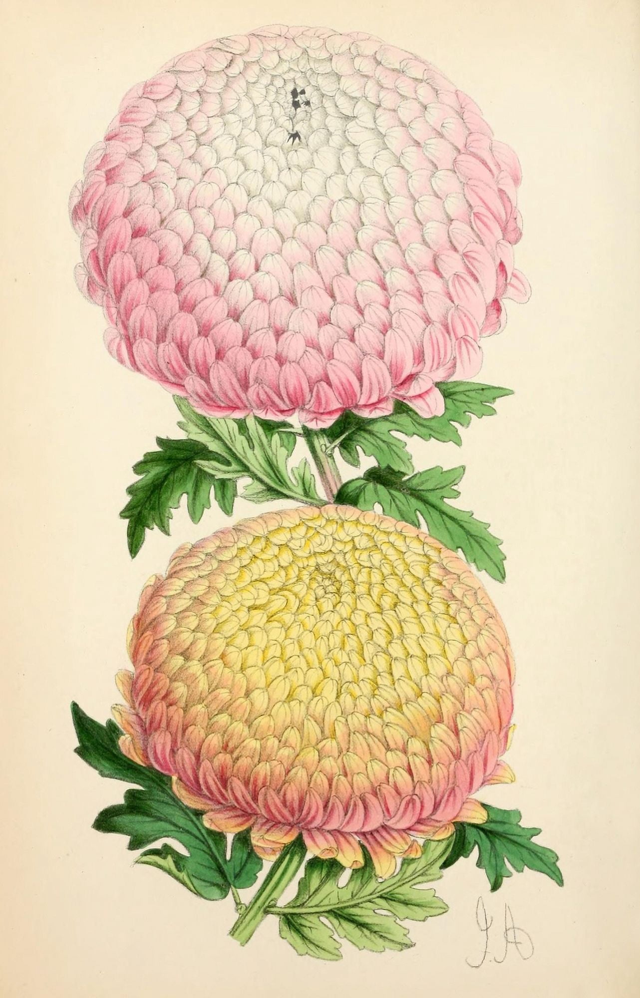 The Floral Magazine 1869 Chrysanthemums 1 Canvas Art - James Andrews (18 x 24)