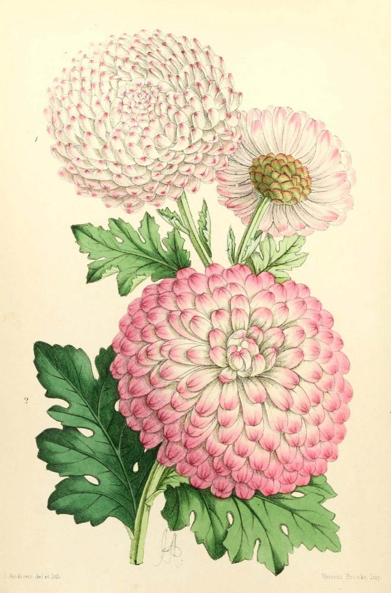 The Floral Magazine 1869 Chrysanthemums 2 Canvas Art - James Andrews (24 x 36)