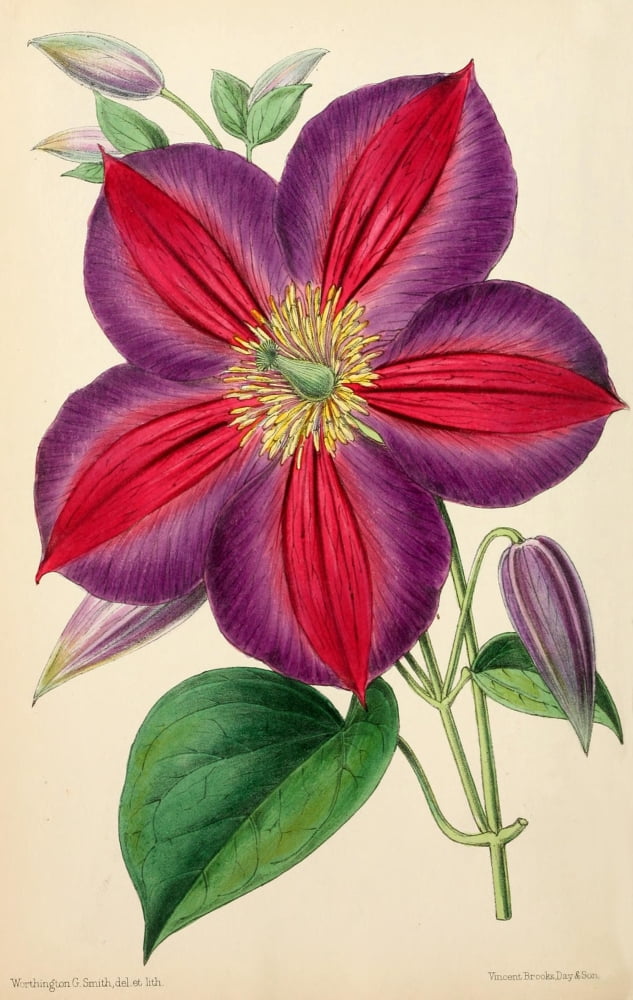 The Floral Magazine 1869 Clematis Magnifica Canvas Art - Worthington G Smith (18 x 24)