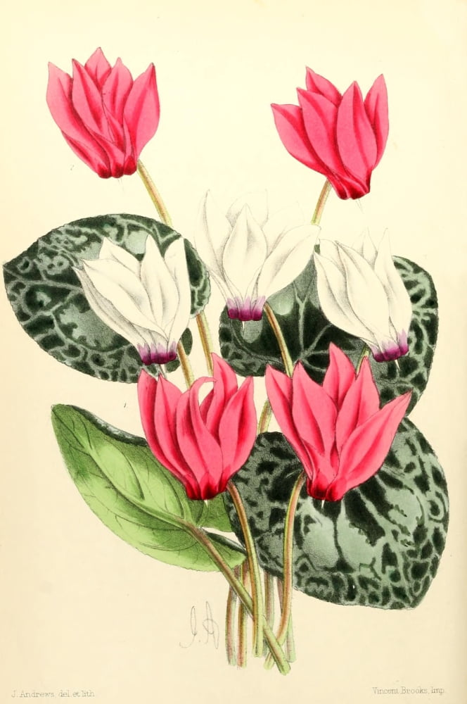 The Floral Magazine 1869 Cyclamen Canvas Art - James Andrews (18 x 24)