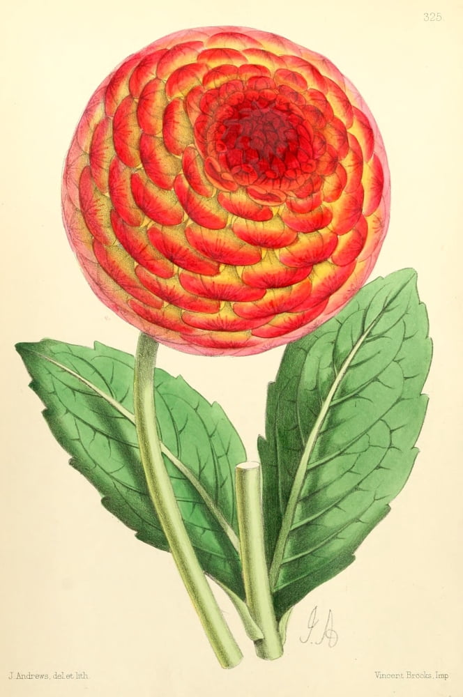The Floral Magazine 1869 Dahlia Canvas Art - James Andrews (18 x 24)