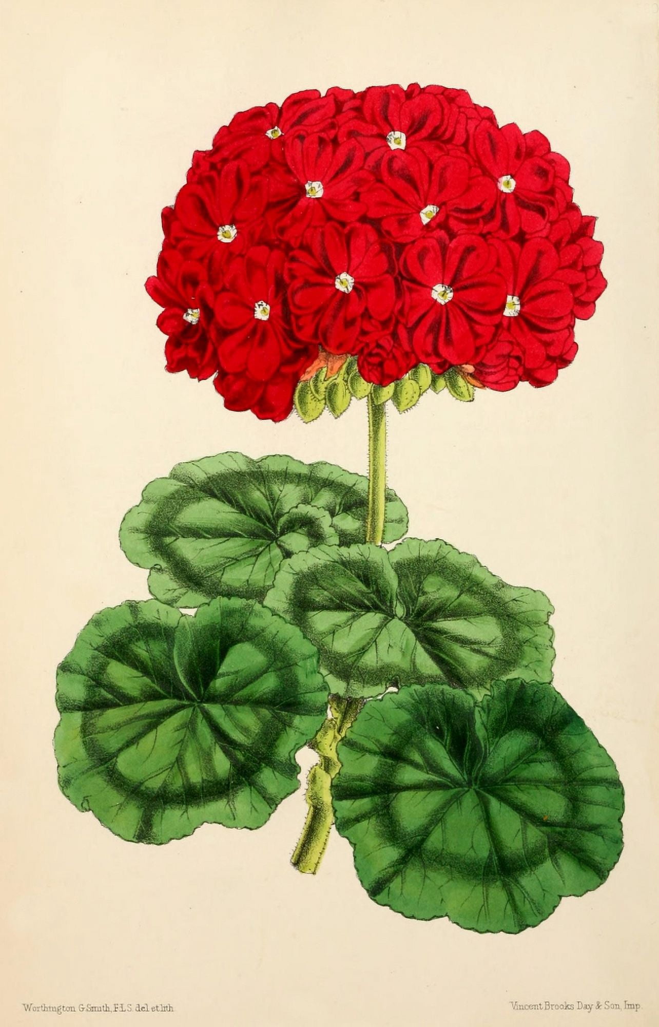 The Floral Magazine 1869 Double Pelargonium Canvas Art - Worthington G Smith (24 x 36)
