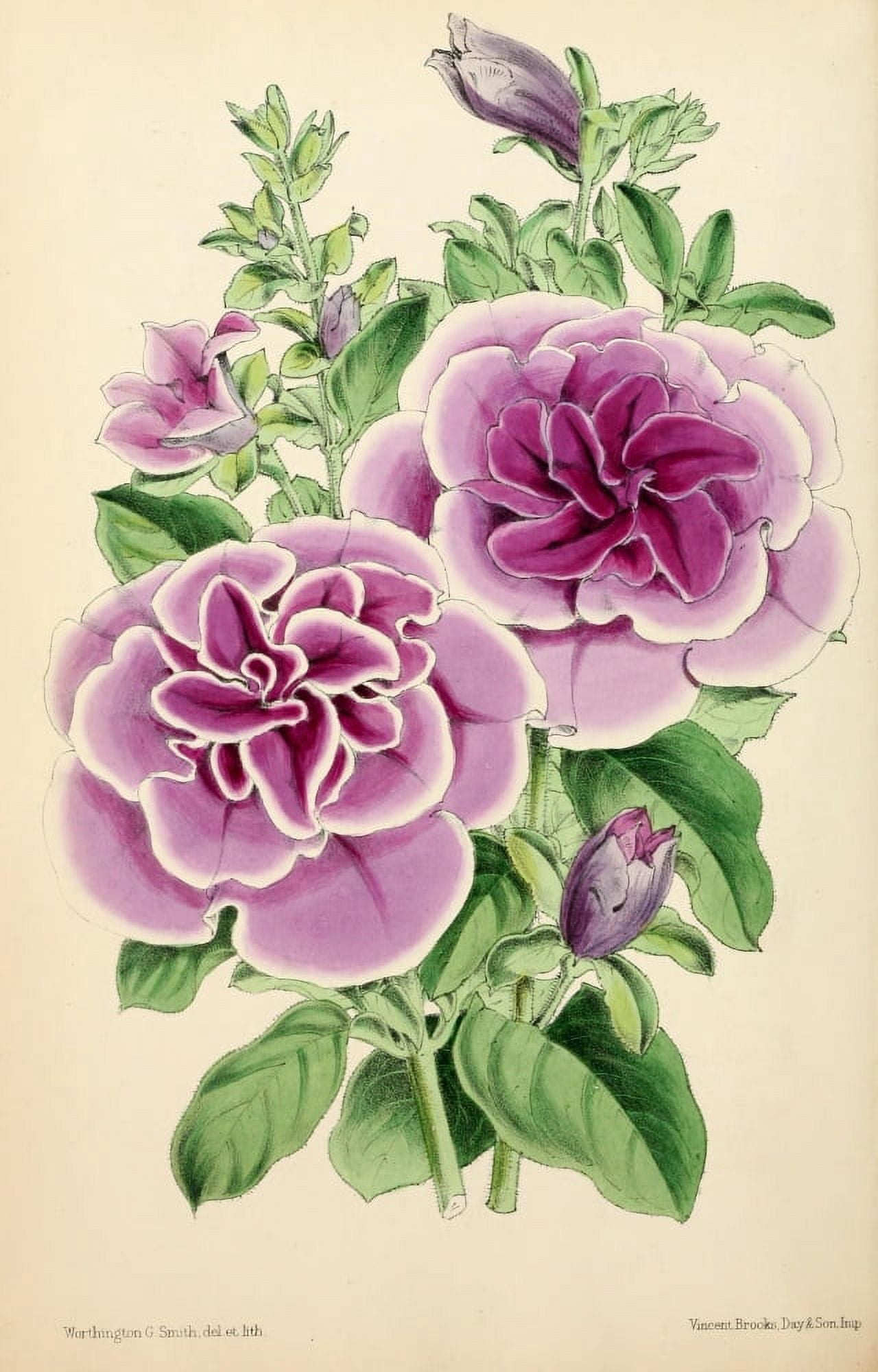 The Floral Magazine 1869 Double Petunia Canvas Art - Worthington G Smith (24 x 36)