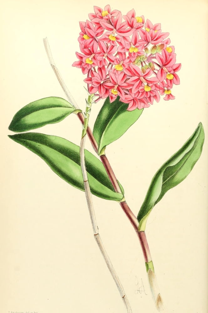 The Floral Magazine 1869 Epidendrum Canvas Art - James Andrews (18 x 24)