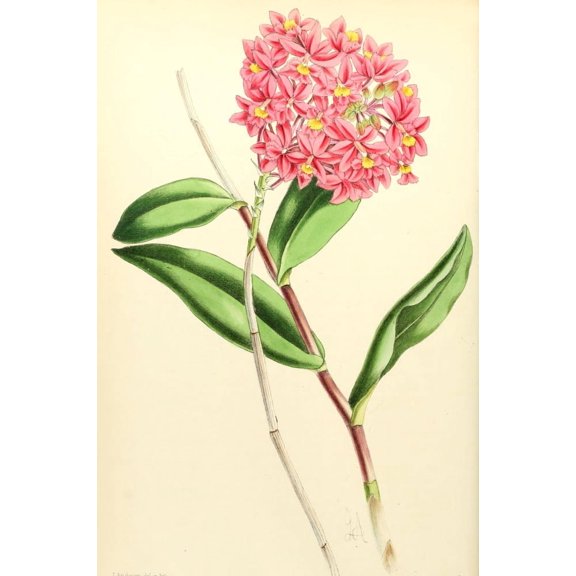 The Floral Magazine 1869 Epidendrum Poster Print by James Andrews (24 x 36)