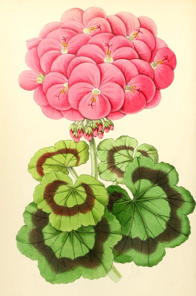 The Floral Magazine 1869 Geranium Miss Martin Canvas Art - James Andrews (18 x 24)