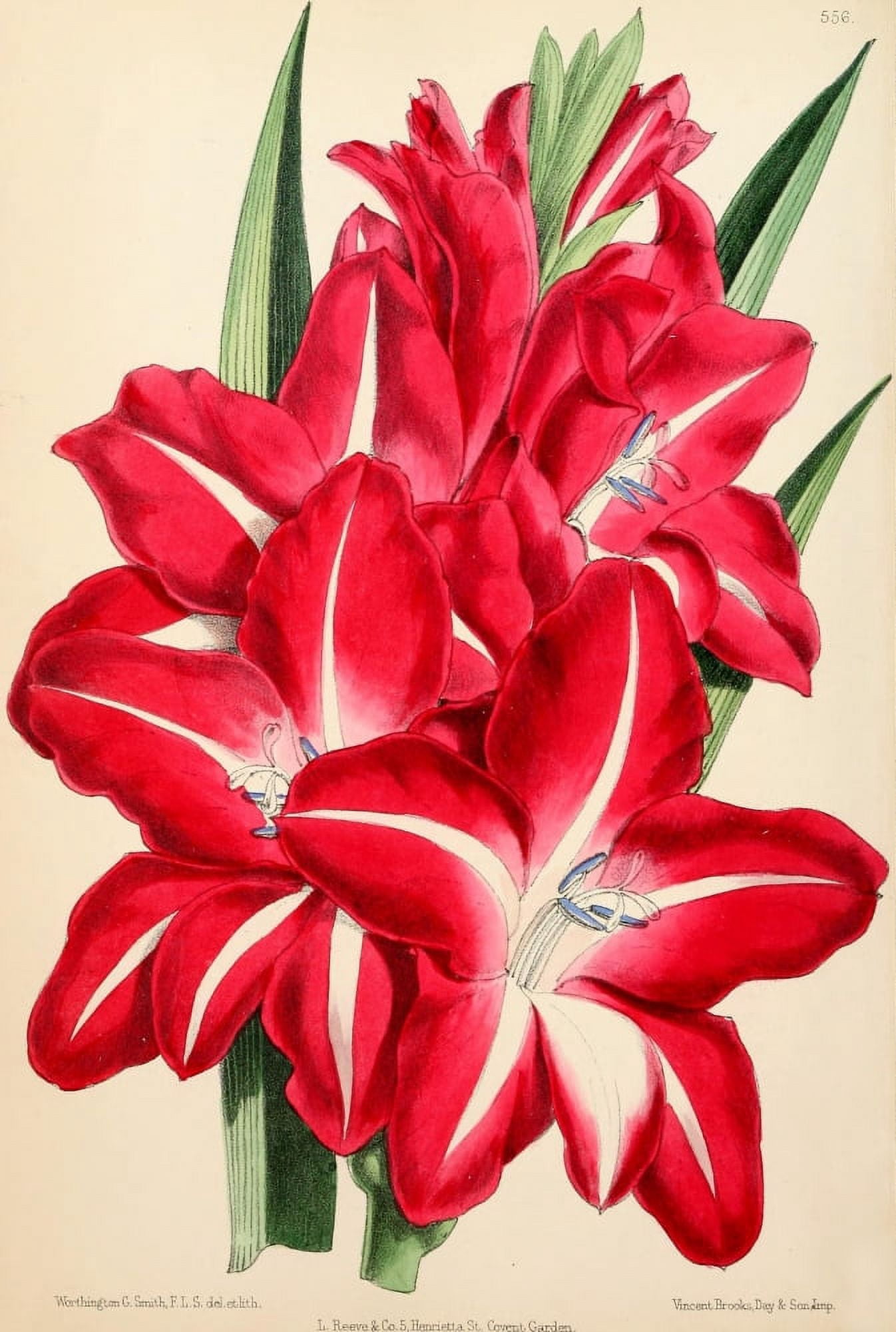 The Floral Magazine 1869 Gladiolus Canvas Art - Worthington G Smith (18 x 24)