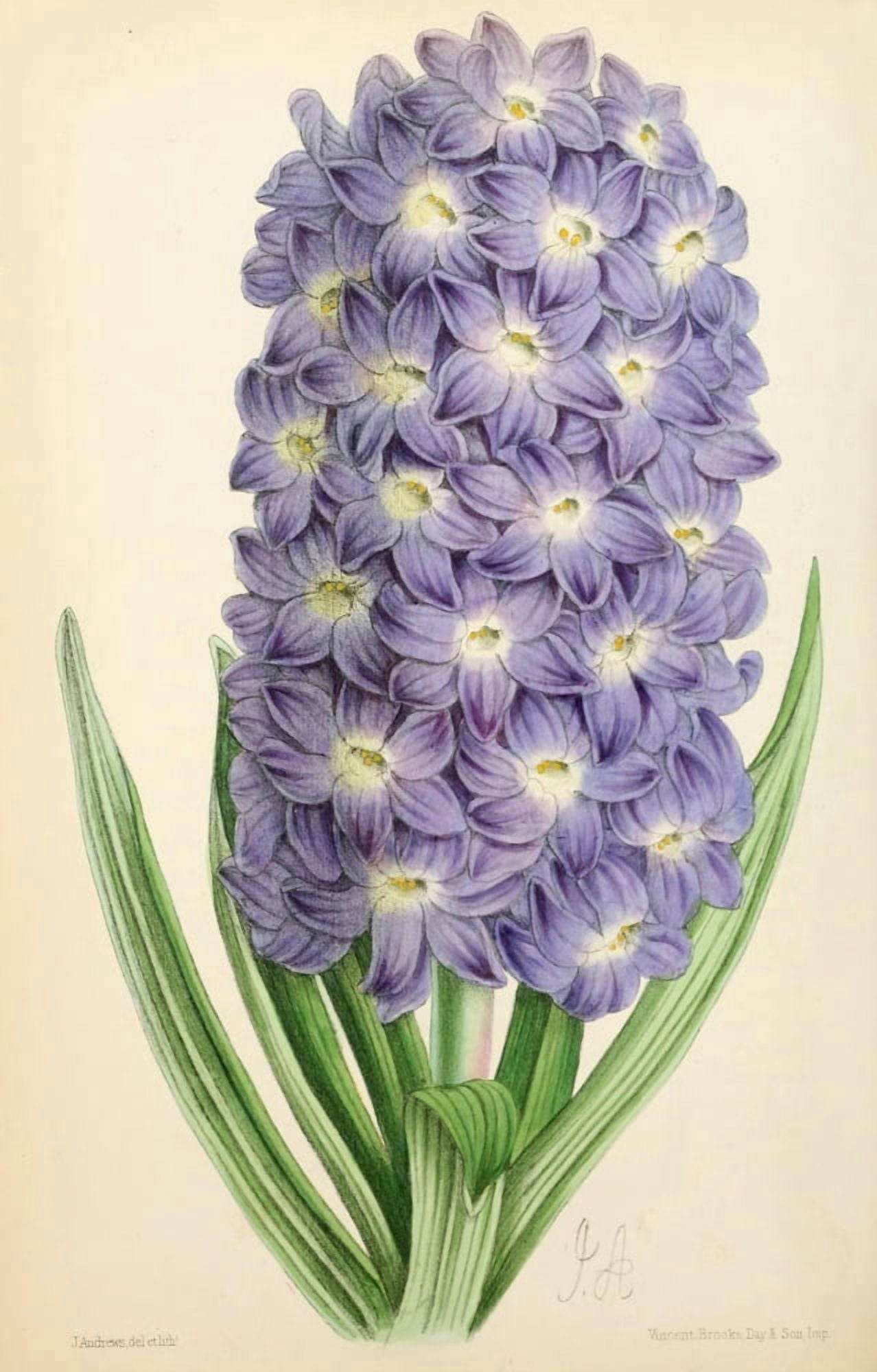 The Floral Magazine 1869 Hyancinth Canvas Art - James Andrews (24 x 36)