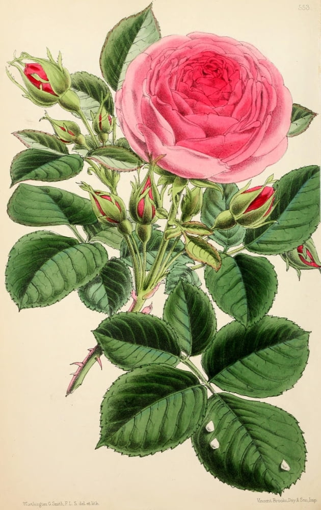 The Floral Magazine 1869 Hybrid Climber Princess Louise Victoria Canvas Art - Worthington G Smith (18 x 24)
