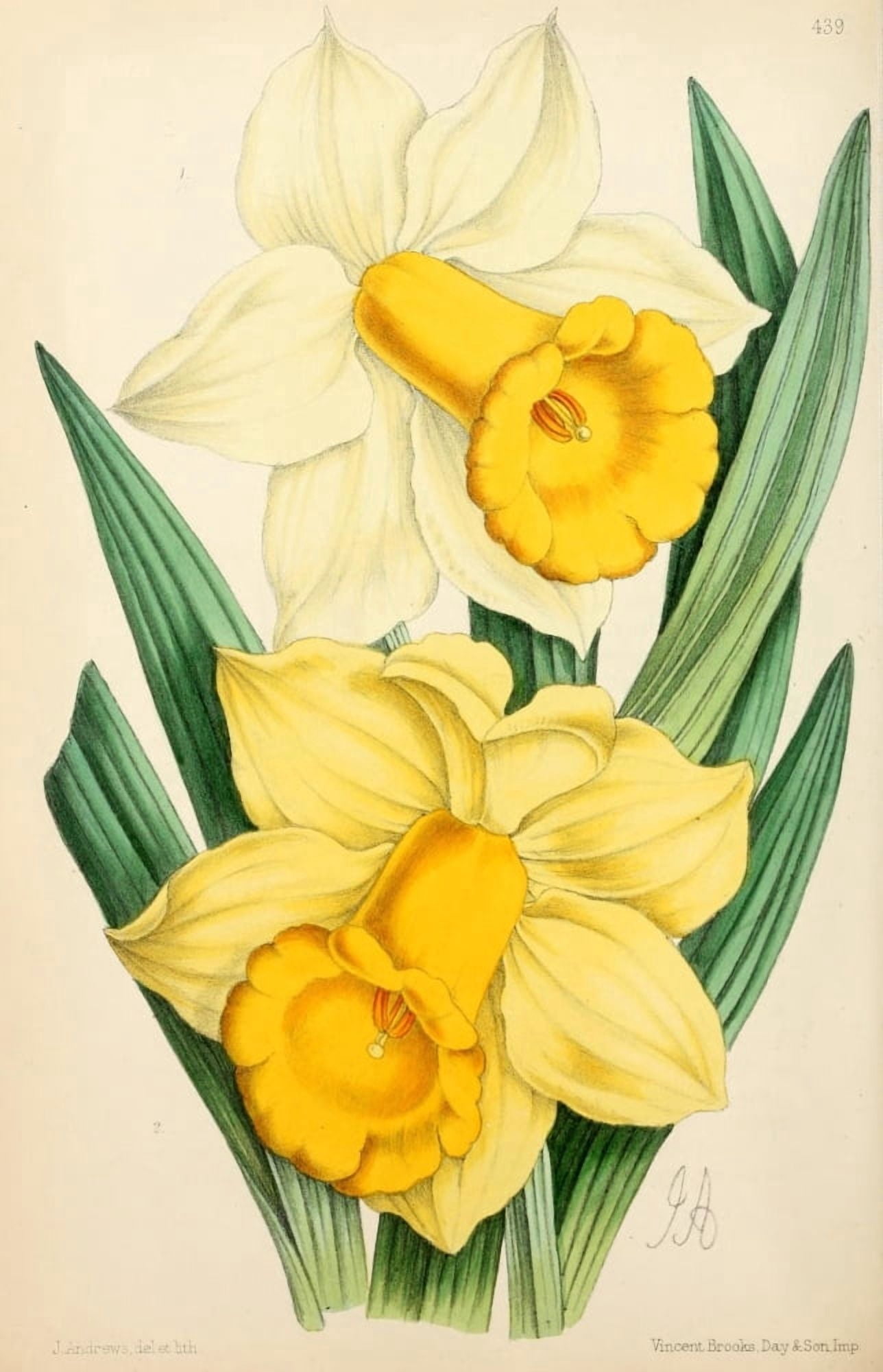 The Floral Magazine 1869 Hybrid Narcissi Emperor & Empress Canvas Art - James Andrews (18 x 24)