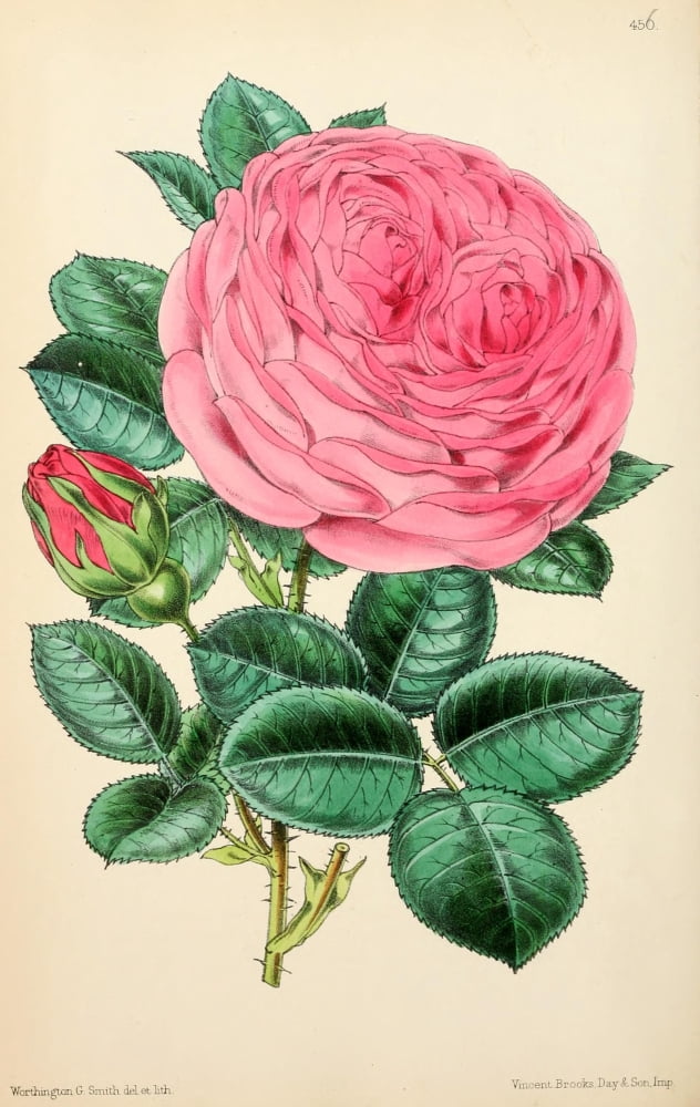 The Floral Magazine 1869 Hybrid Thyra Hammerick Canvas Art - Worthington G Smith (18 x 24)