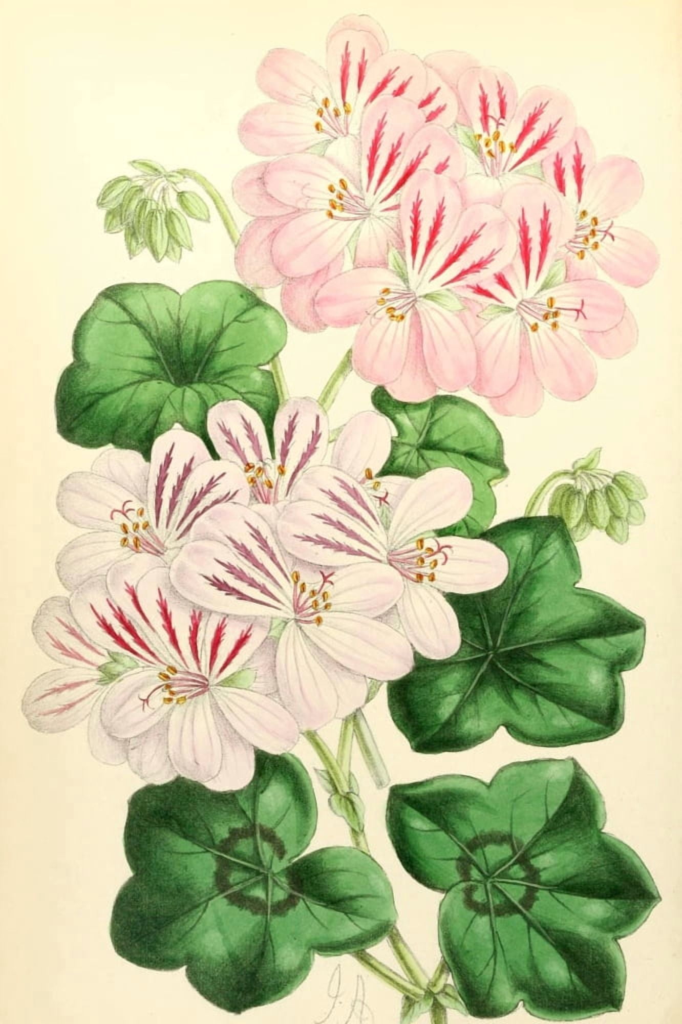 The Floral Magazine 1869 Ivy-leaved Pelargoniums Canvas Art - James Andrews (18 x 24)