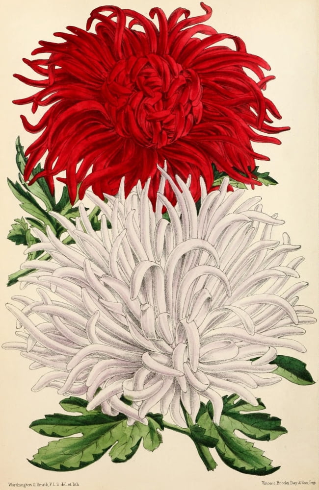 The Floral Magazine 1869 Japanese Chrysanthemum Canvas Art - Worthington G Smith (24 x 36)
