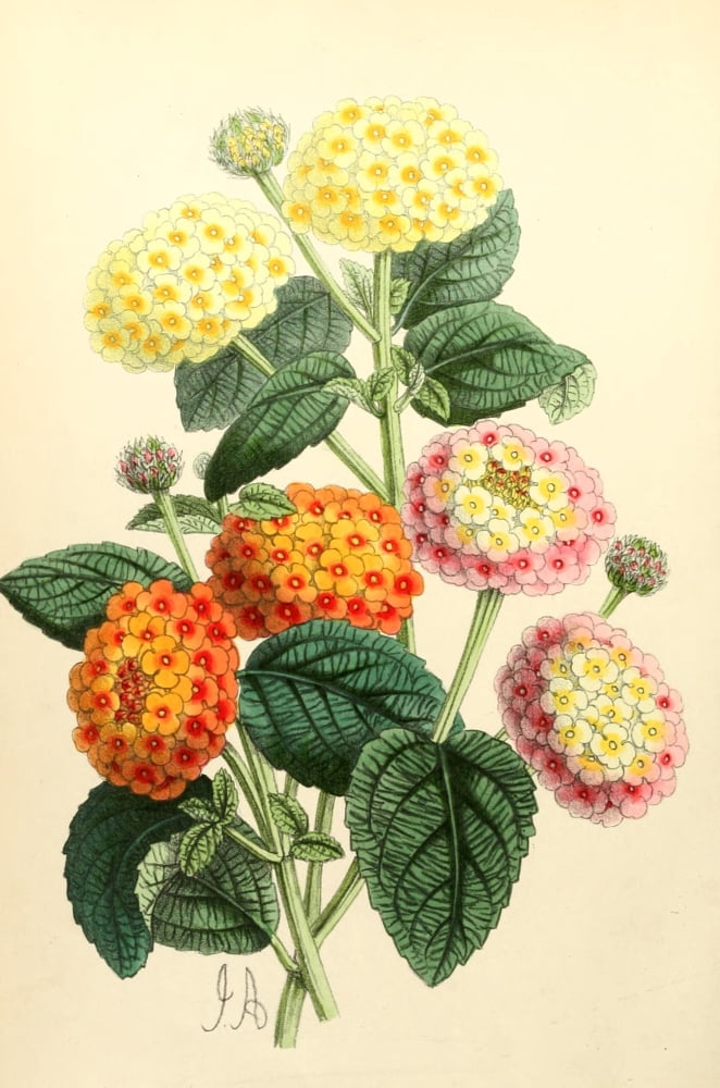 The Floral Magazine 1869 Lantanas Canvas Art - James Andrews (18 x 24)