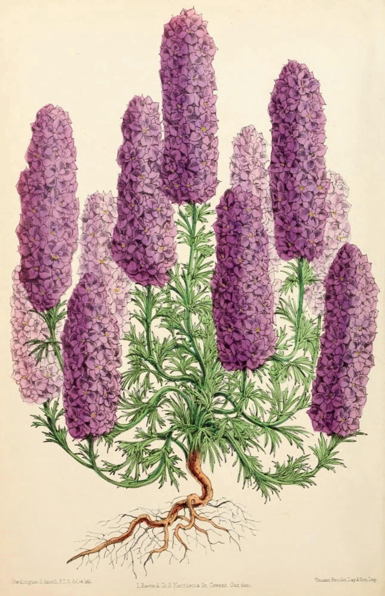 The Floral Magazine 1869 Larkspur Canvas Art - Worthington G Smith (18 x 24)