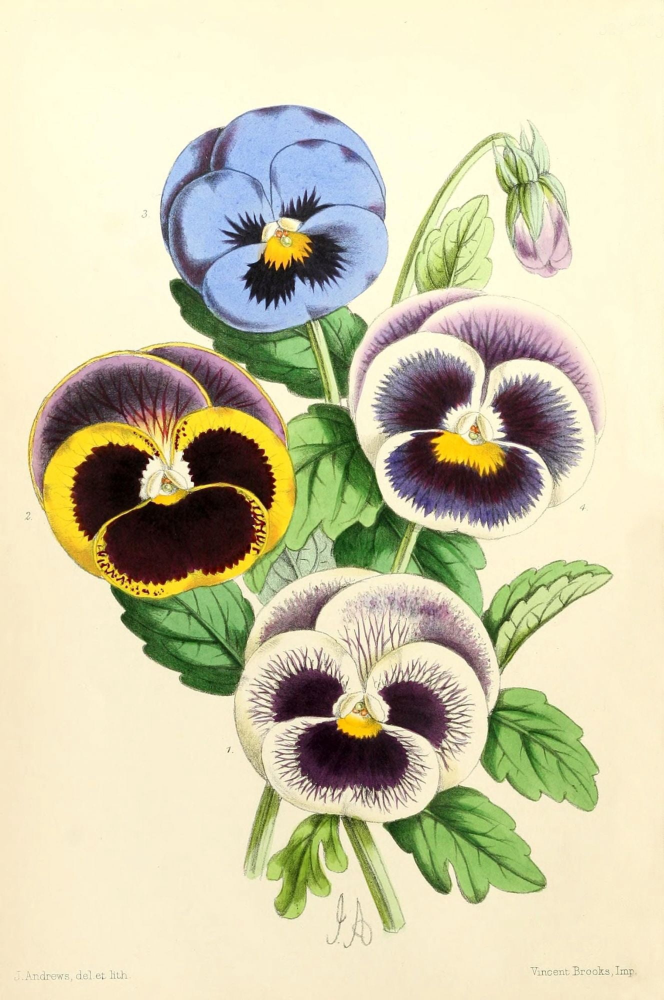 The Floral Magazine 1869 Pansies Canvas Art - James Andrews (24 x 36)