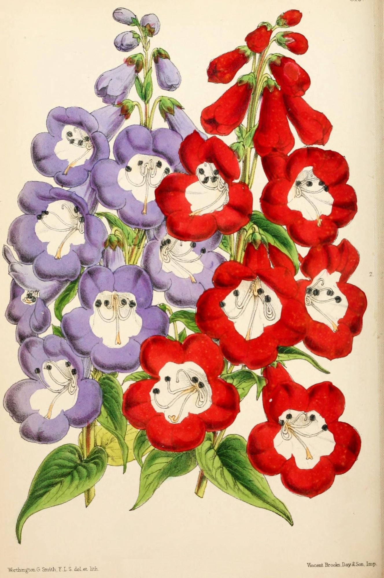 The Floral Magazine 1869 Penstemons Canvas Art - Worthington G Smith (18 x 24)
