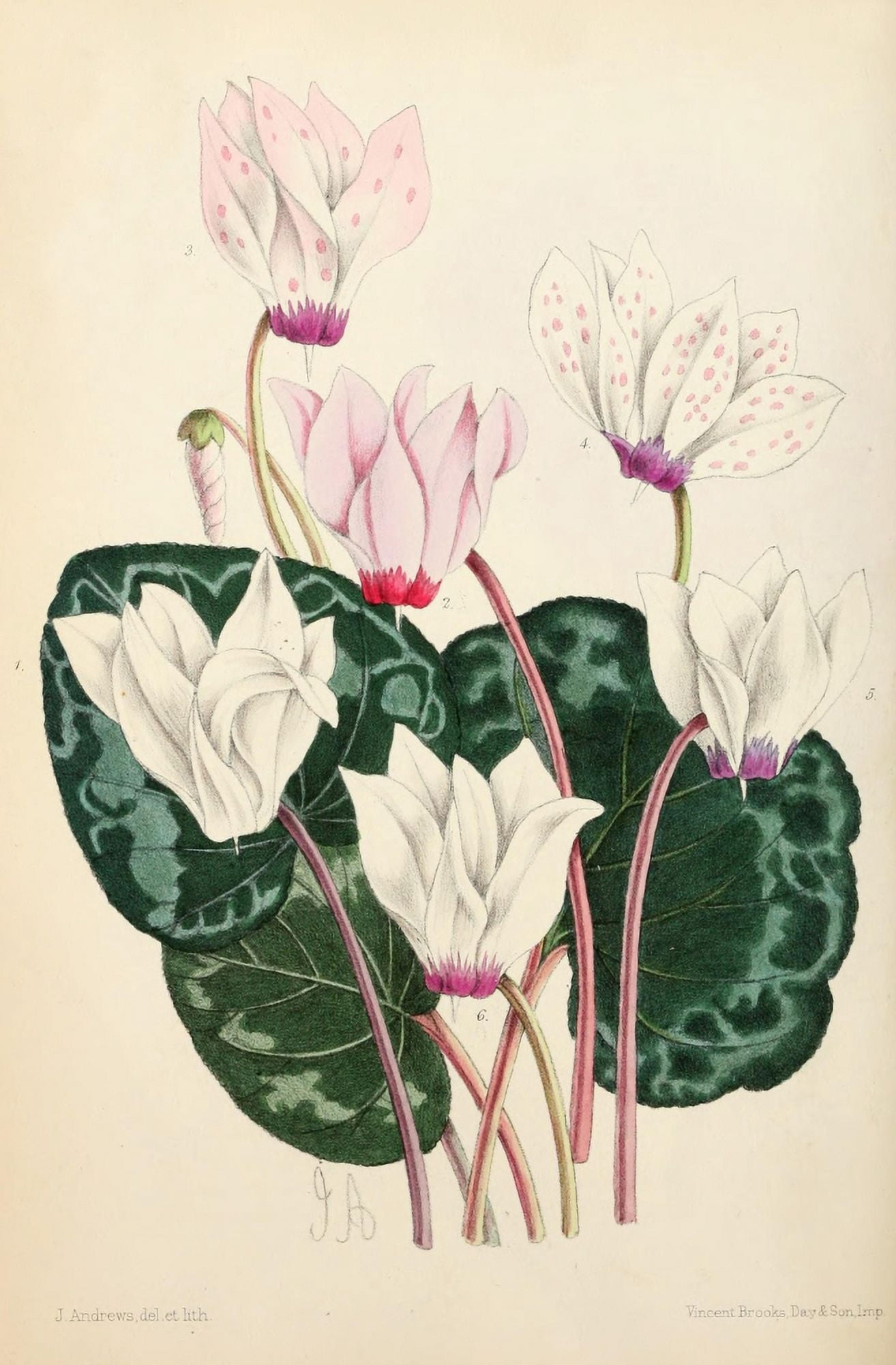 The Floral Magazine 1869 Persian Cyclamen Canvas Art - James Andrews (18 x 24)