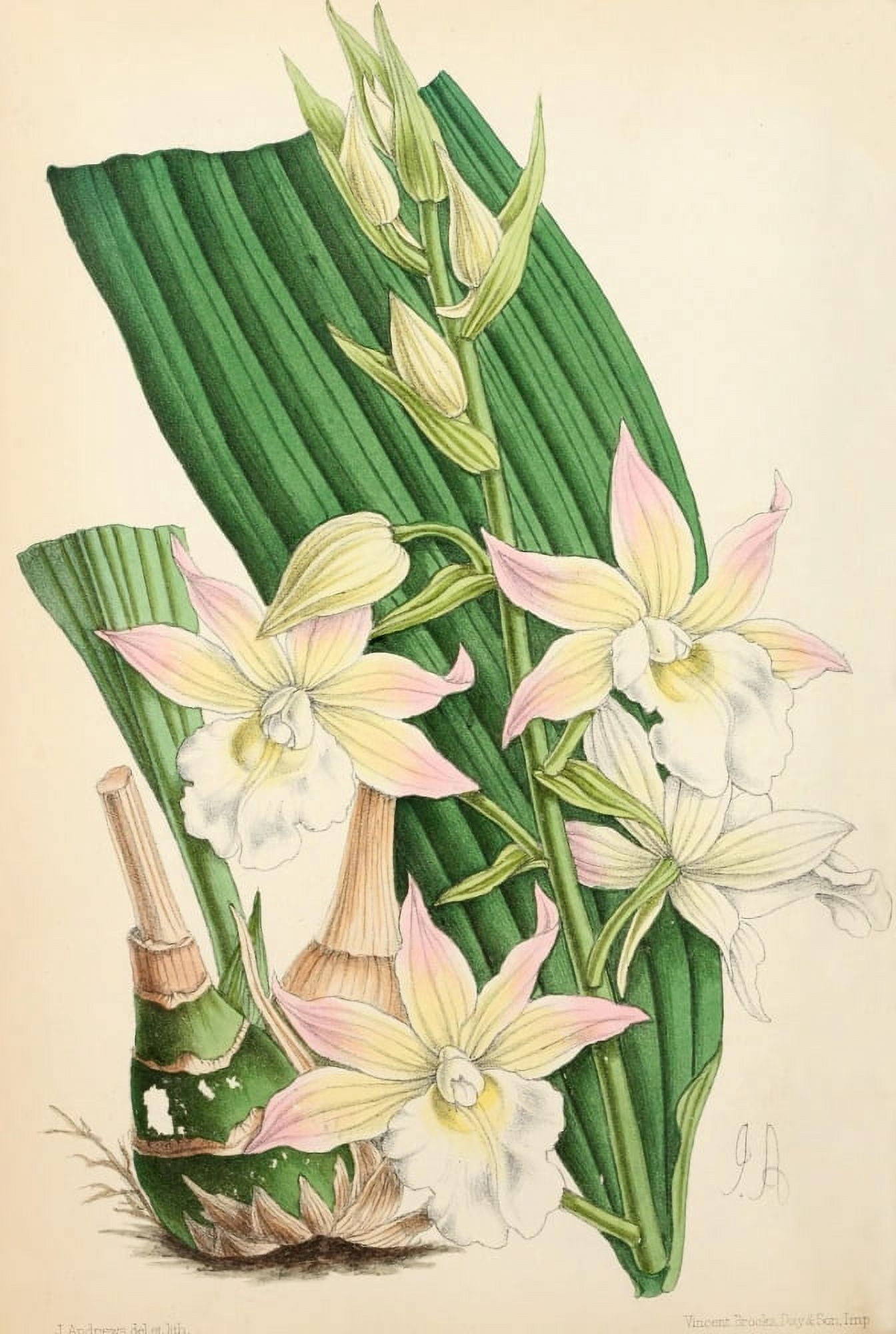 The Floral Magazine 1869 Phaius Irroratus Canvas Art - James Andrews (24 x 36)