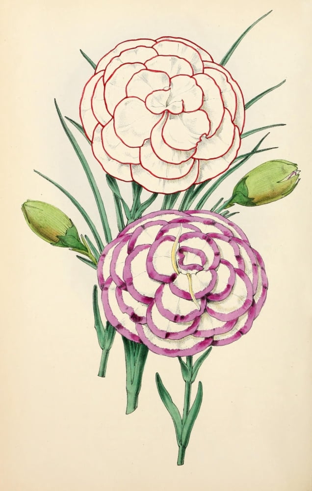 The Floral Magazine 1869 Picotees Canvas Art - Worthington G Smith (18 x 24)