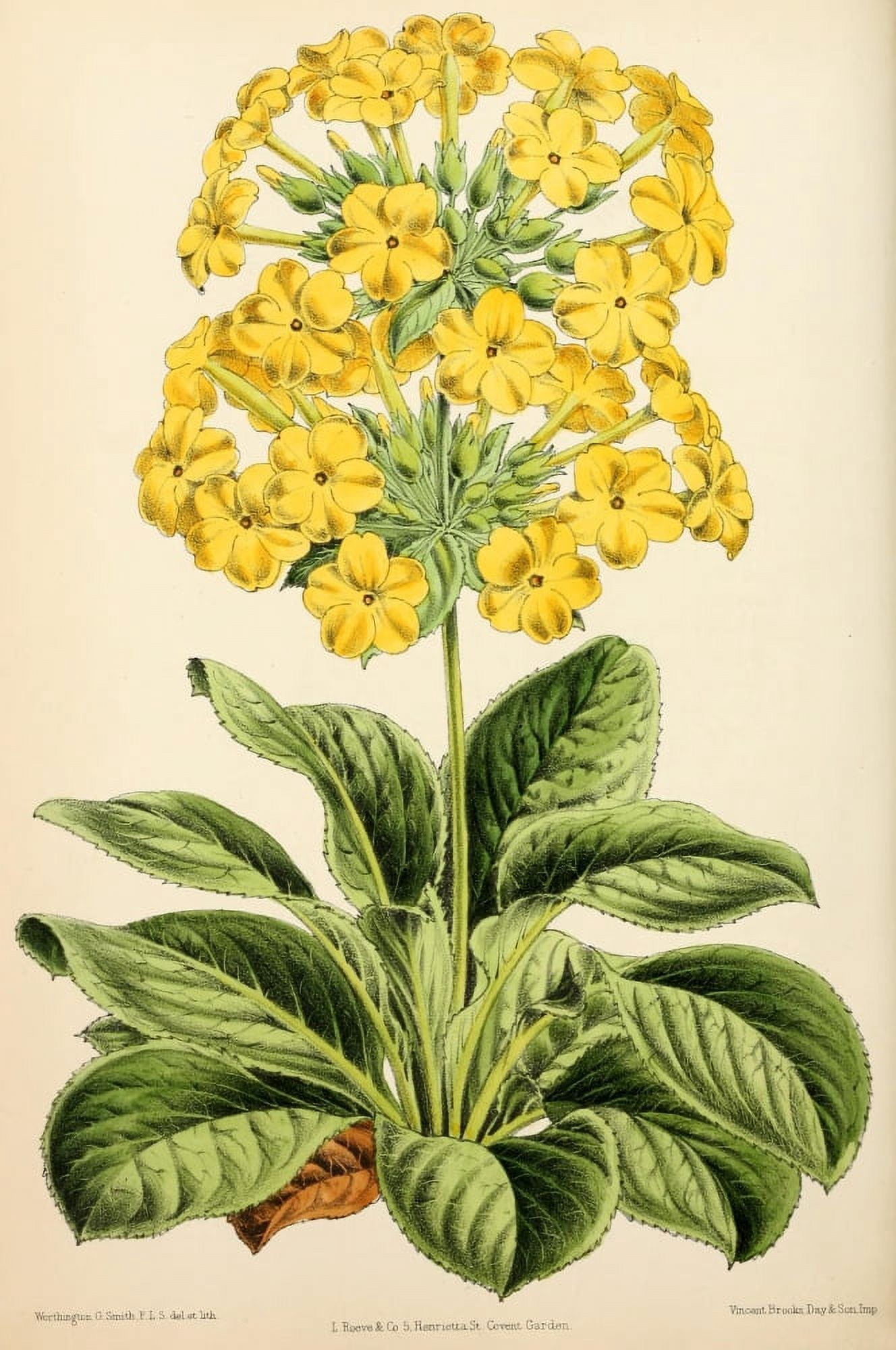 The Floral Magazine 1869 Primula Verticillata Canvas Art - Worthington G Smith (18 x 24)