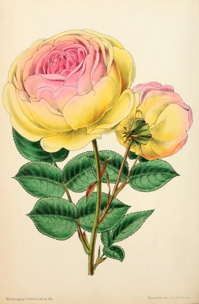 The Floral Magazine 1869 Tea Rose Canvas Art - Worthington G Smith (24 x 36)