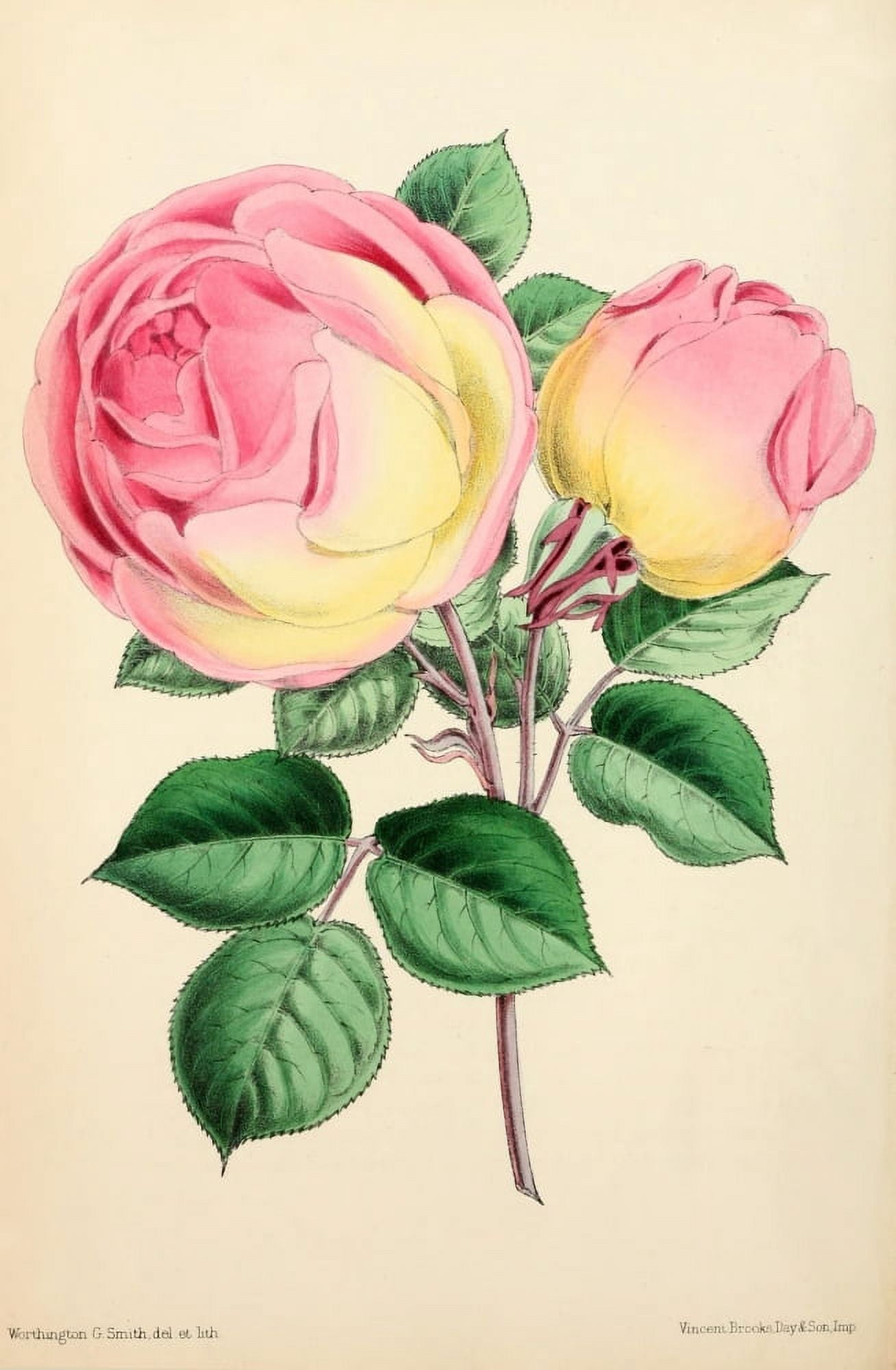 The Floral Magazine 1869 Tea Rose Mlle Marie Sisley Canvas Art - Worthington G Smith (18 x 24)
