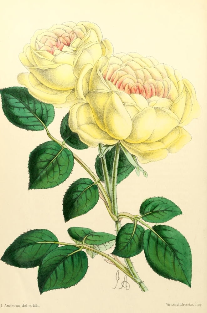 The Floral Magazine 1869 Tea Rose Mme Margottin Canvas Art - James Andrews (24 x 36)