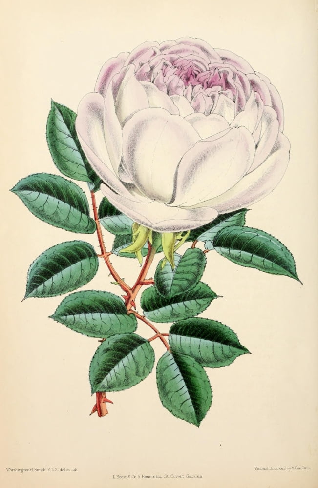 The Floral Magazine 1869 Tea Rose Unique Canvas Art - Worthington G Smith (24 x 36)