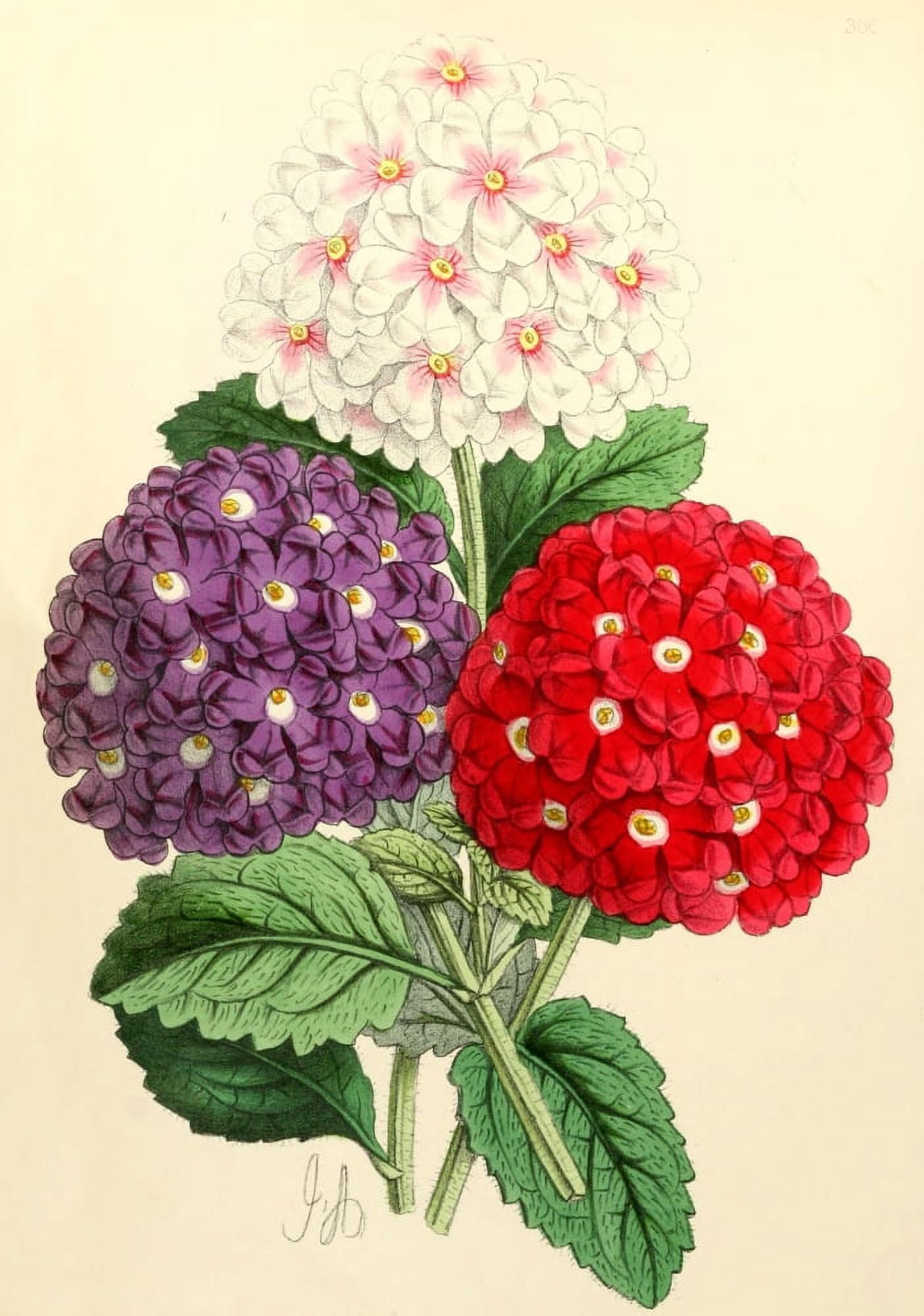 The Floral Magazine 1869 Verbenas Canvas Art - James Andrews (18 x 24)