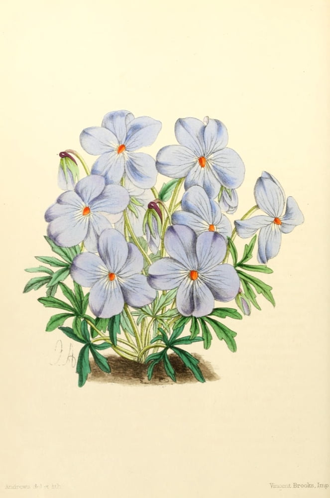 The Floral Magazine 1869 Viola Pedata Canvas Art - James Andrews (24 x 36)