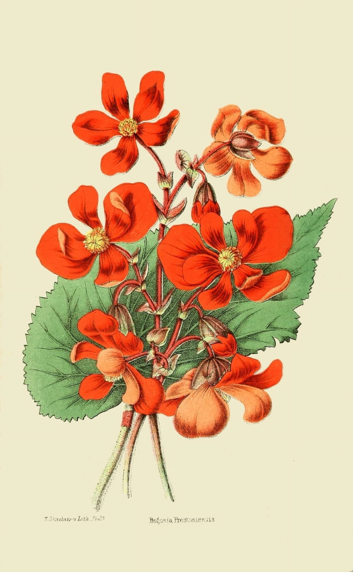 The Florist and Horticultural Journal 1854 Begonia 1 Canvas Art - Unknown (18 x 24)