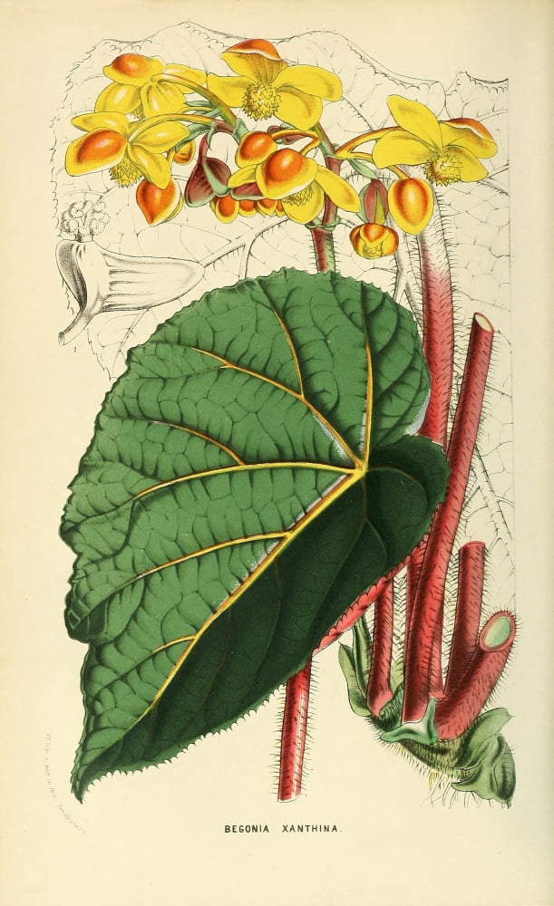 The Florist and Horticultural Journal 1854 Begonia 2 Canvas Art - Unknown (18 x 24)