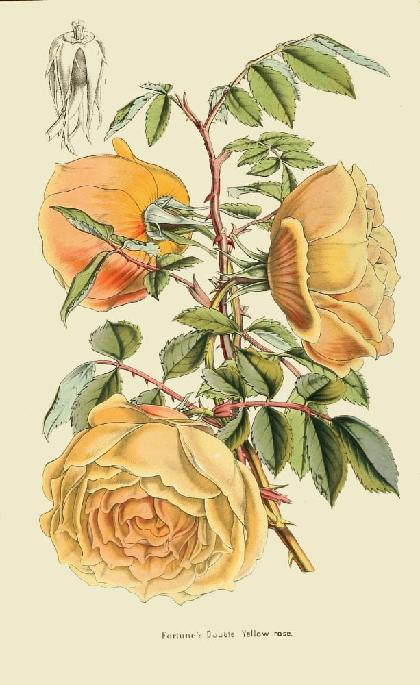 The Florist and Horticultural Journal 1854 Fortunes Double Yellow Rose Canvas Art - Unknown (24 x 36)