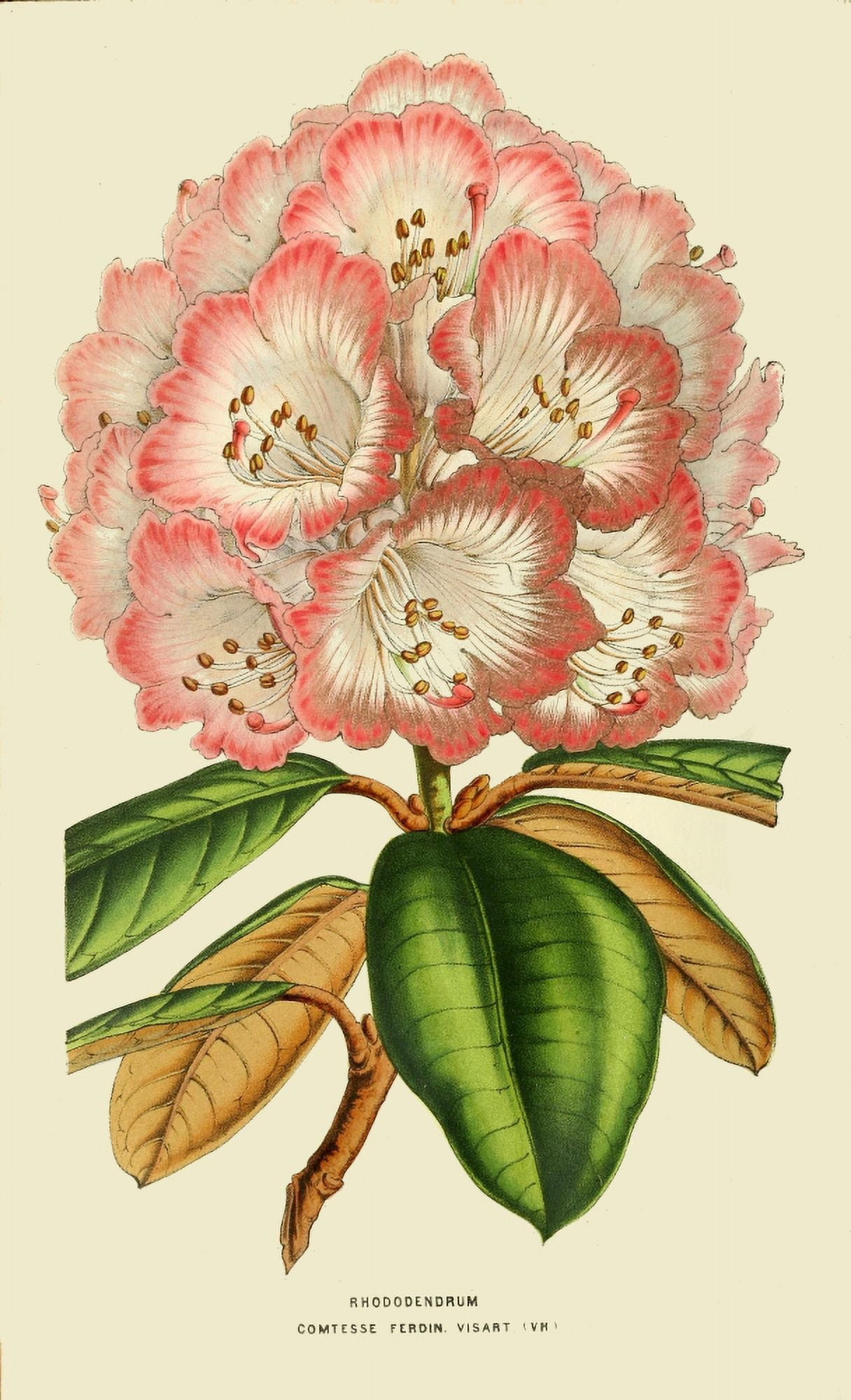 The Florist and Horticultural Journal 1854 Rhododendron Canvas Art - Unknown (18 x 24)