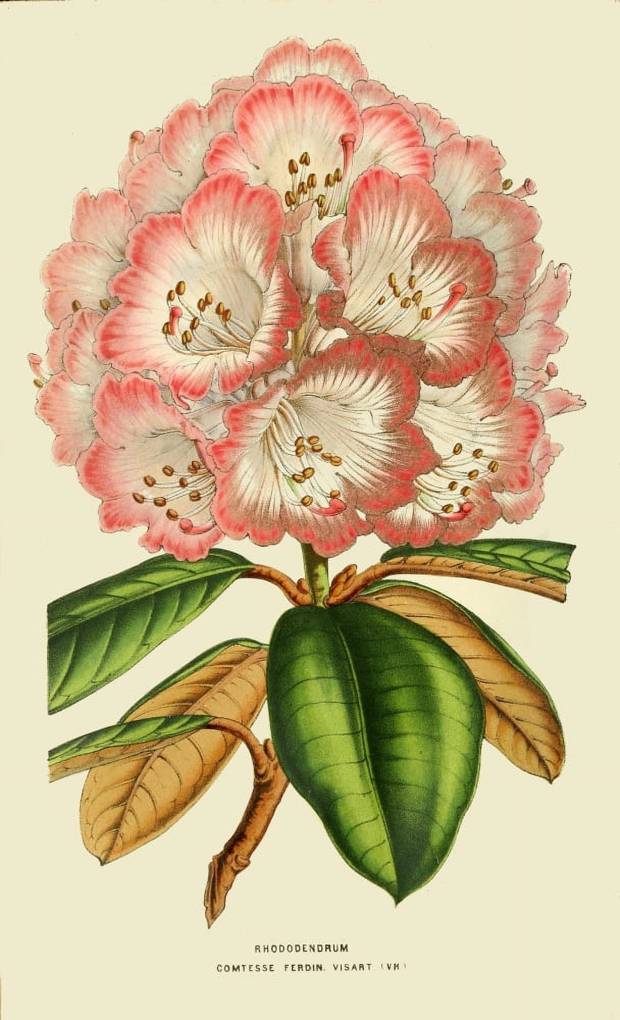 The Florist and Horticultural Journal 1854 Rhododendron Canvas Art - Unknown (24 x 36)