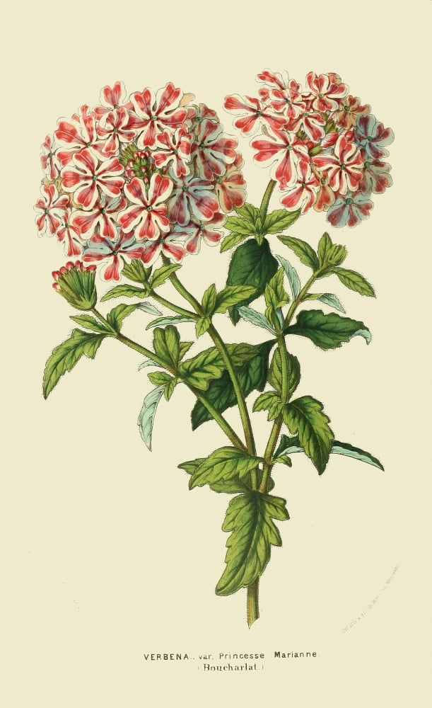 The Florist and Horticultural Journal 1854 Verbena Canvas Art - Unknown (24 x 36)
