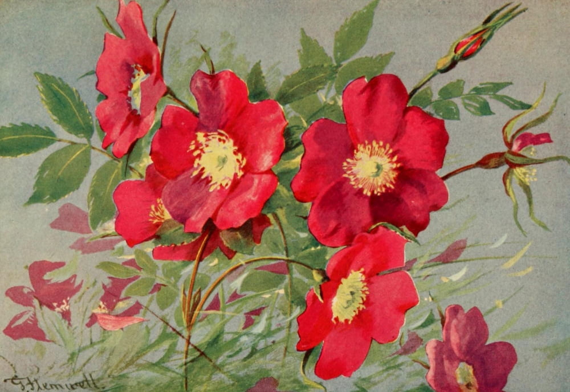 The Flower-fields of Alpine Switzerland 1911 Alpine Rose Canvas Art - George J Flemwell (18 x 24)