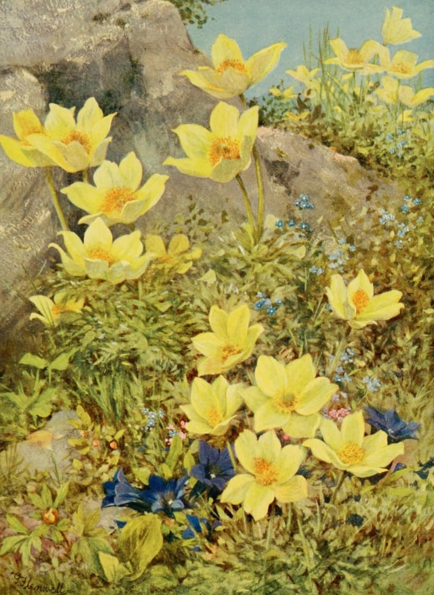 The Flower-fields of Alpine Switzerland 1911 Anemone Sulphurea Canvas Art - George J Flemwell (24 x 36)