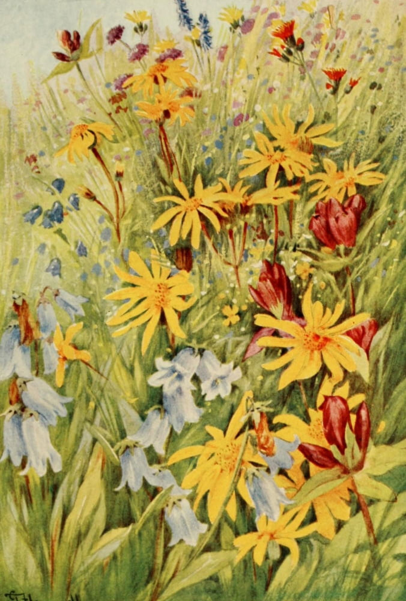 The Flower-fields of Alpine Switzerland 1911 Arnica et al Canvas Art - George J Flemwell (18 x 24)