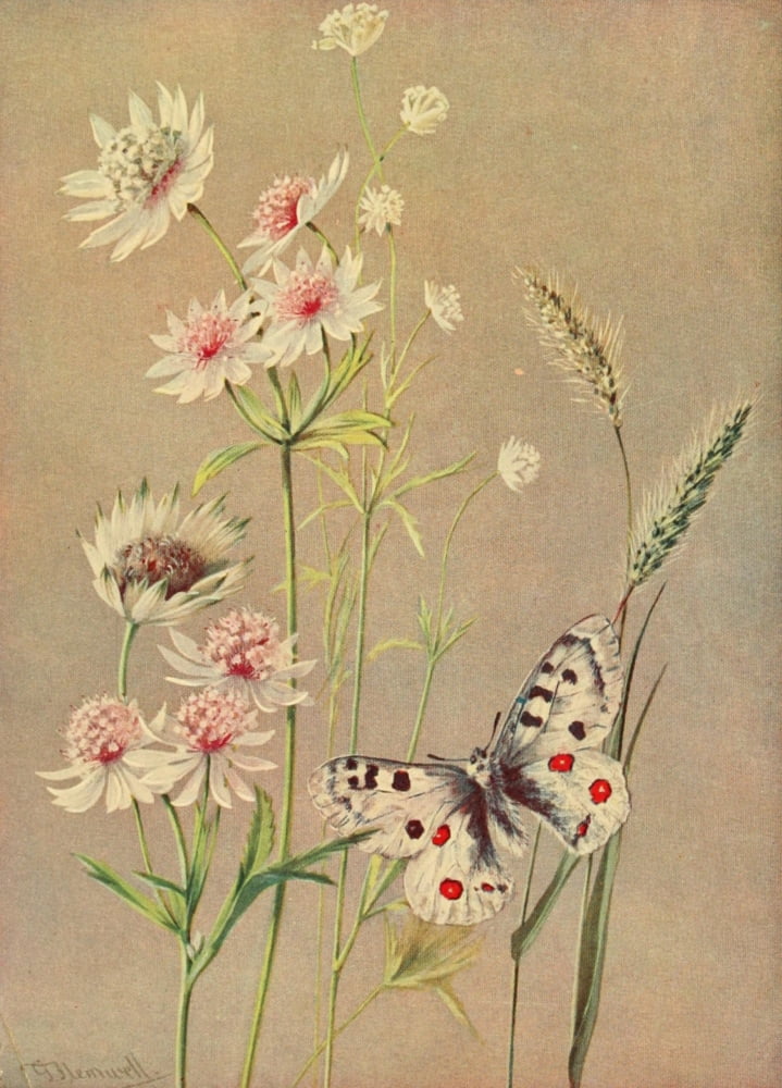 The Flower-fields of Alpine Switzerland 1911 Astrantia & Apollo But Canvas Art - George J Flemwell (24 x 36)