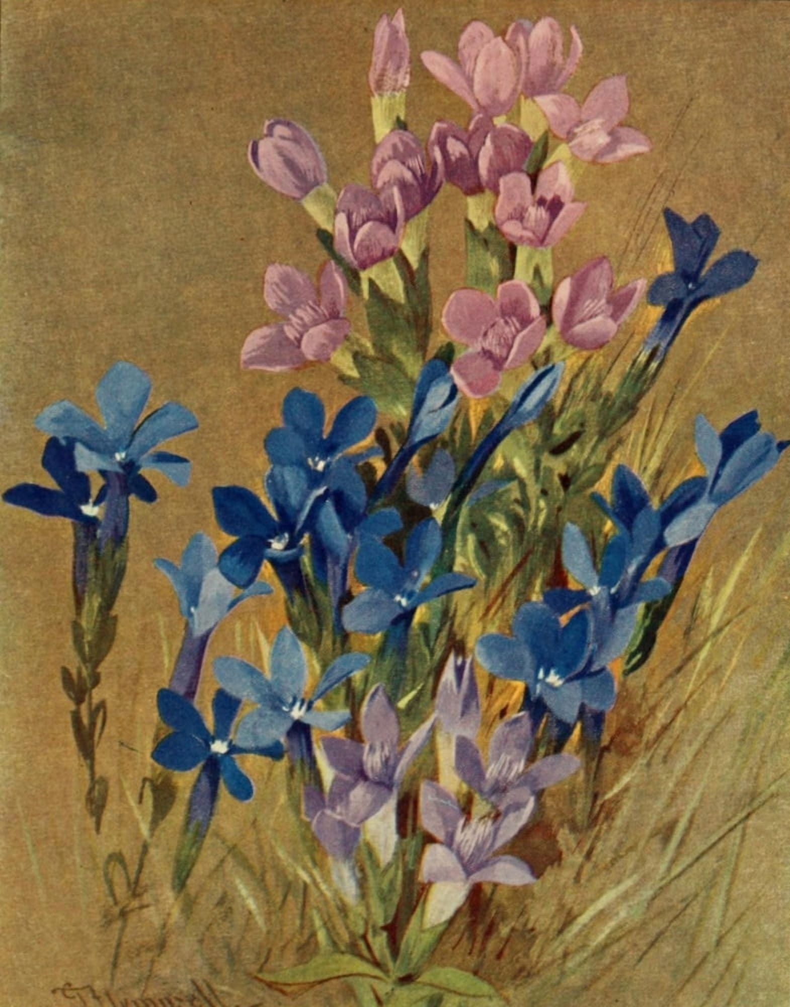 The Flower-fields of Alpine Switzerland 1911 Gentiana Canvas Art - George J Flemwell (24 x 36)