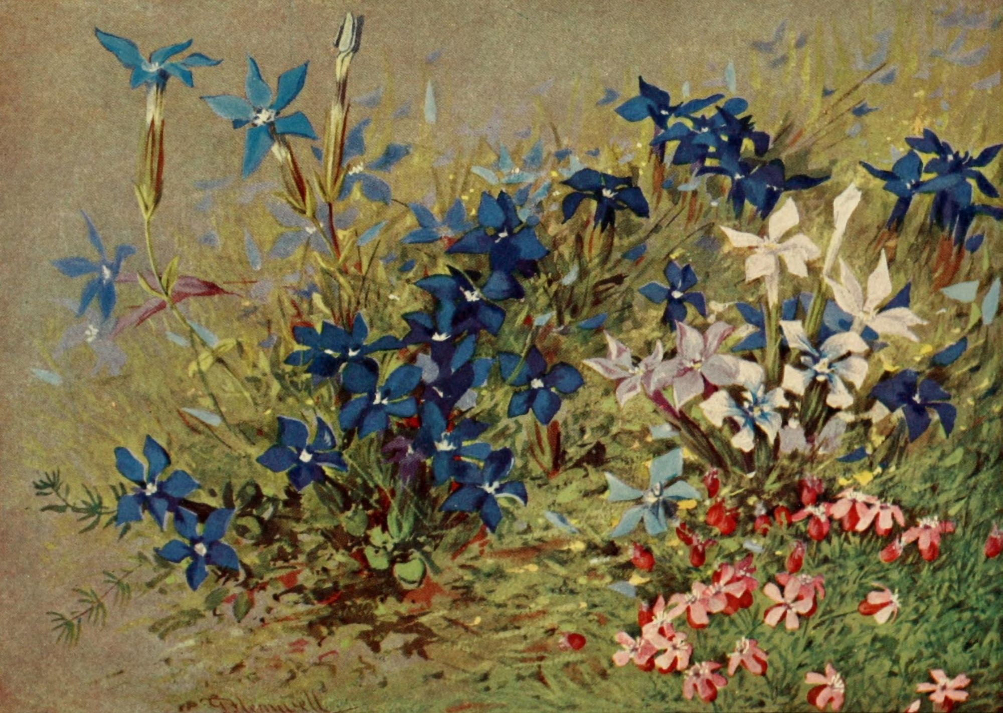 The Flower-fields of Alpine Switzerland 1911 Gentiana Verna Canvas Art - George J Flemwell (18 x 24)