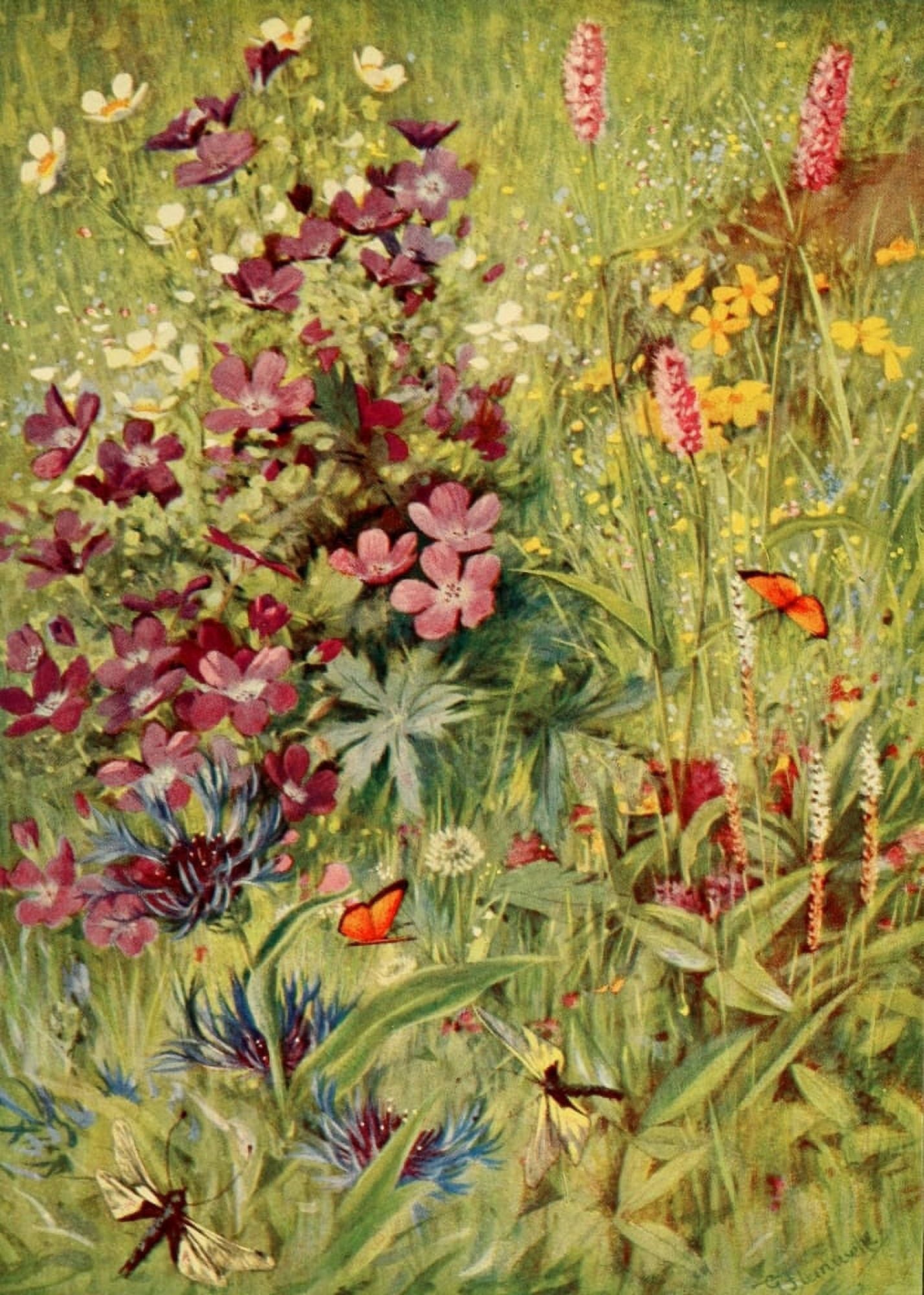 The Flower-fields of Alpine Switzerland 1911 Geranium Sylvaticum Canvas Art - George J Flemwell (18 x 24)